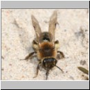 Andrena barbilabris - Sandbiene w13 11mm.jpg